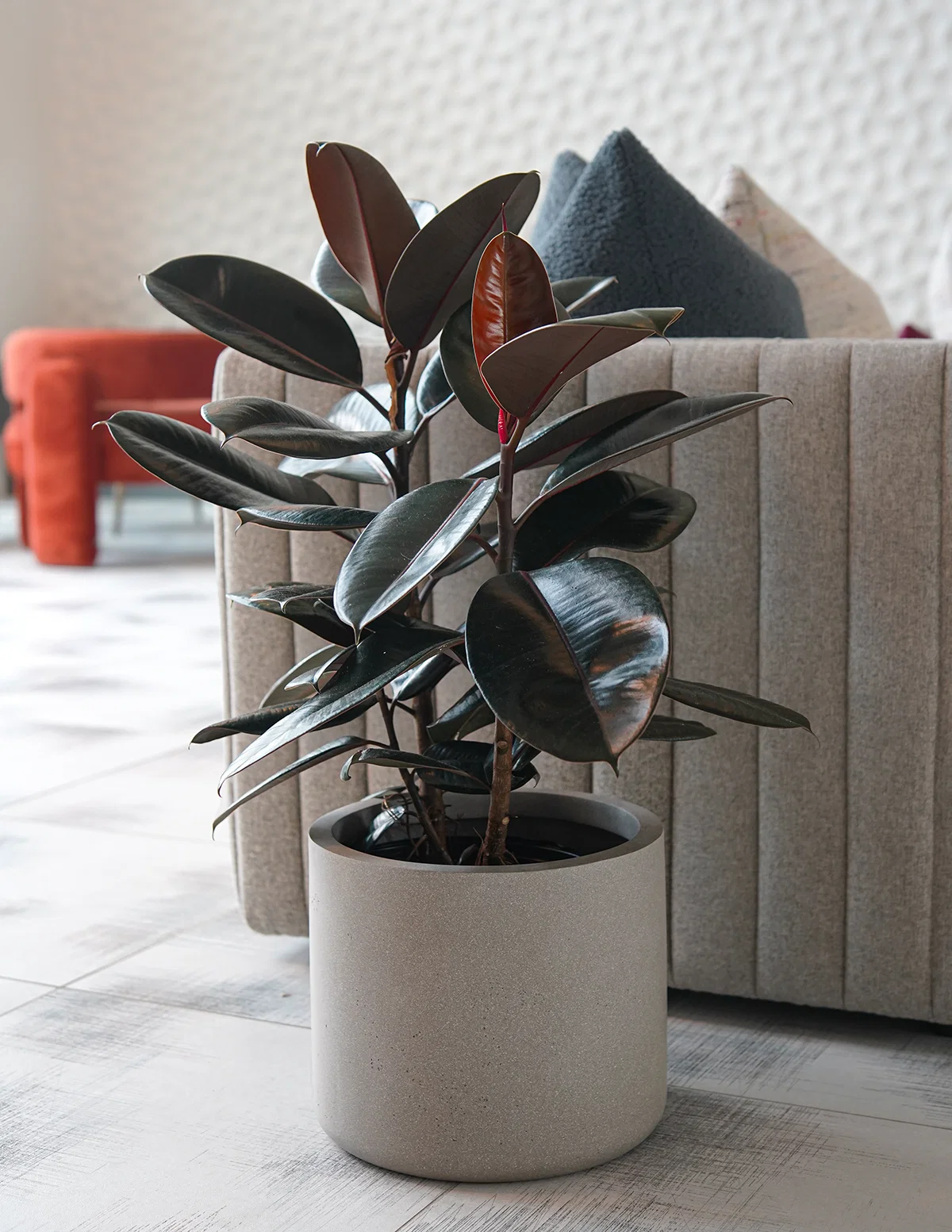 Large Rubber Tree | Indoor Plants And Houseplants For Delivery