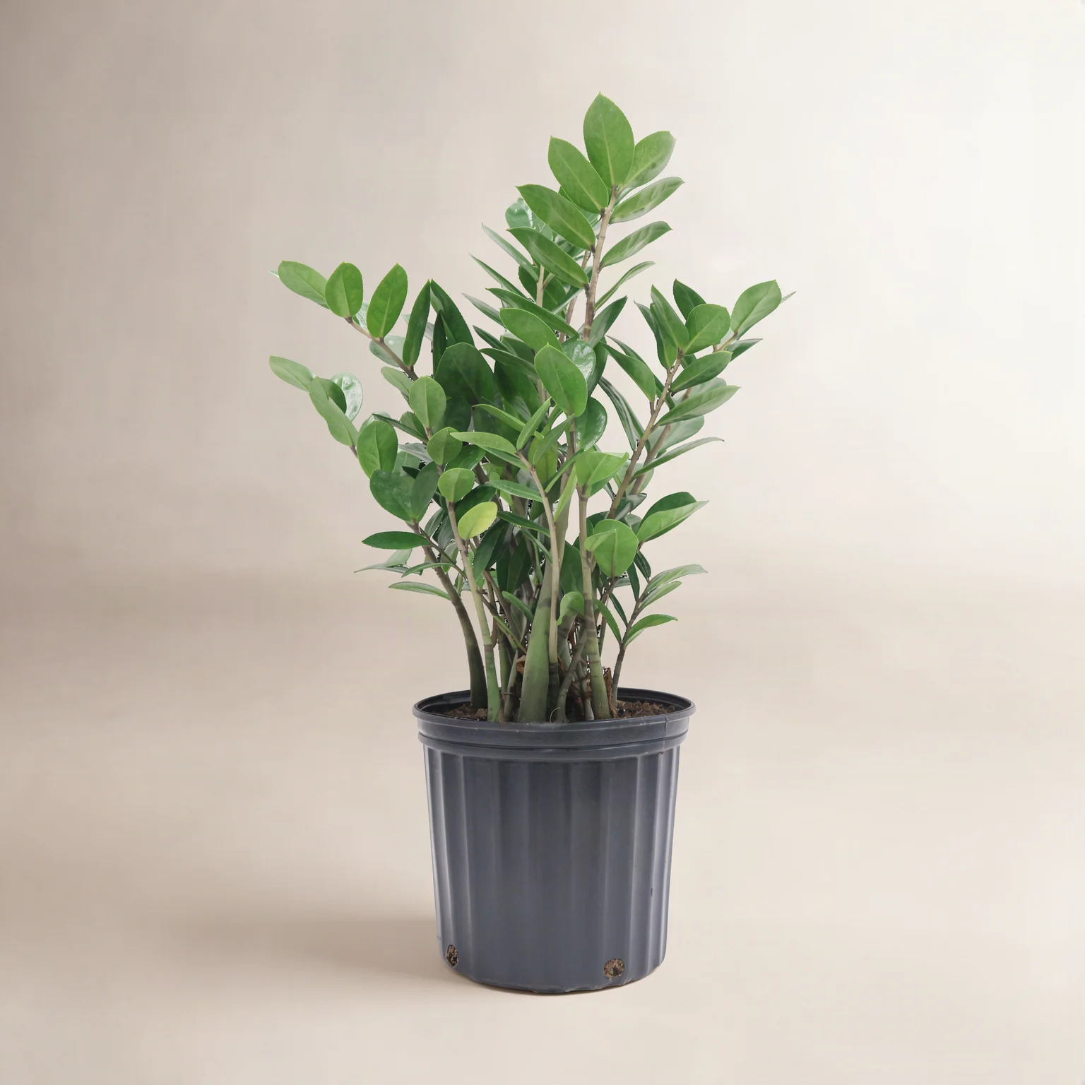 ZZ Plant in Nursery Pot